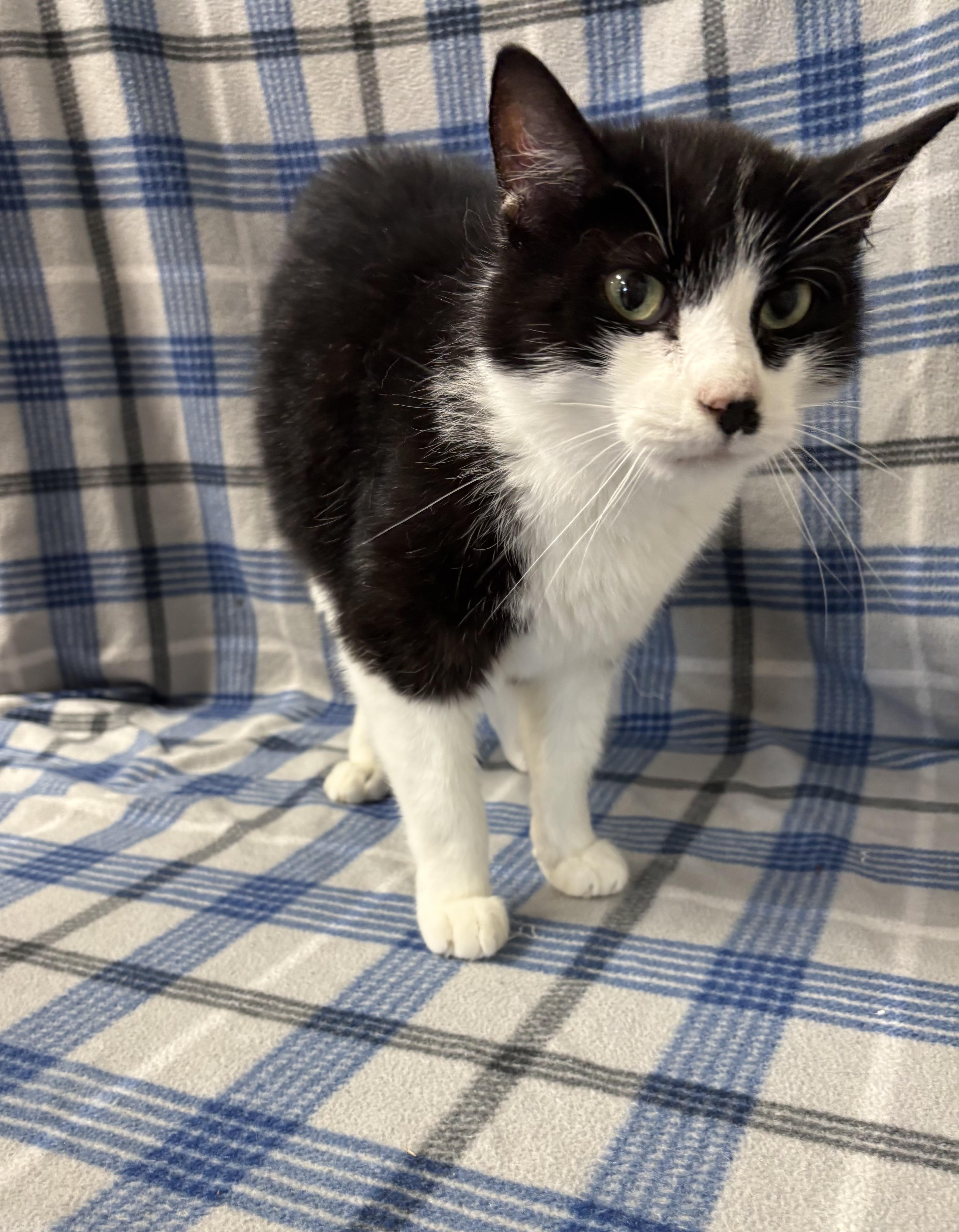 Percy, an adoptable Domestic Short Hair in Torrington, WY, 82240 | Photo Image 3