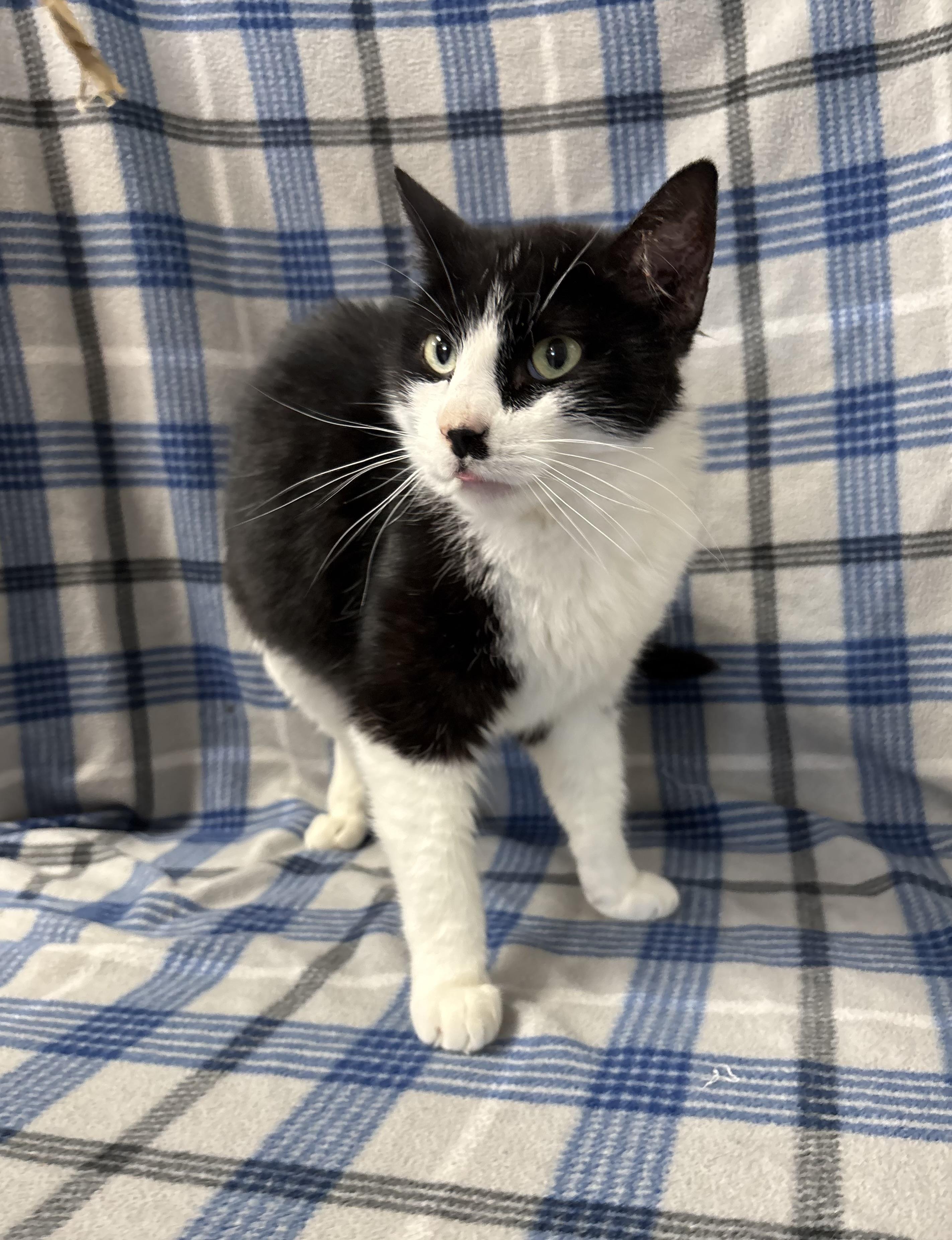 Percy, an adoptable Domestic Short Hair in Torrington, WY, 82240 | Photo Image 6