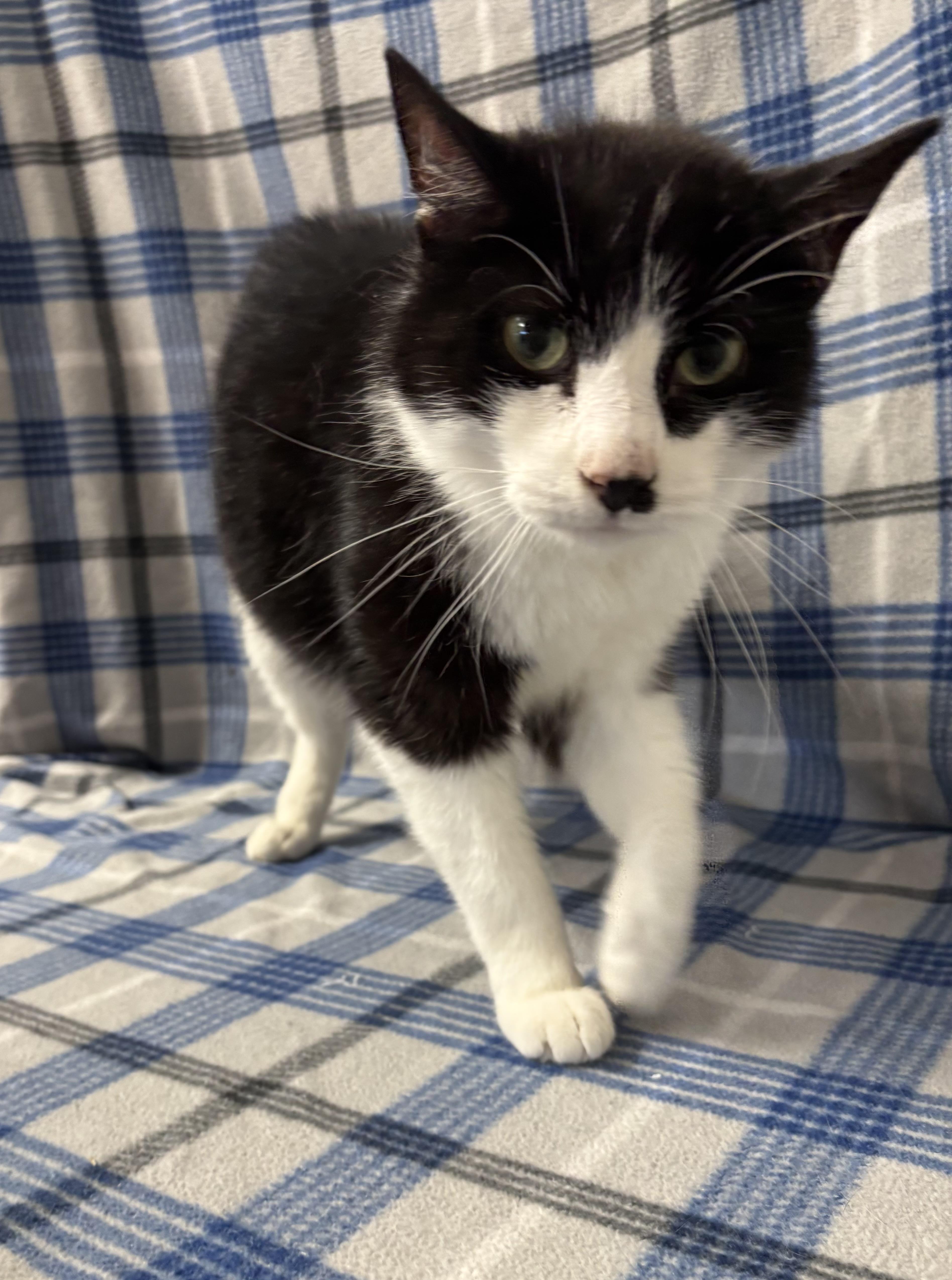 Percy, an adoptable Domestic Short Hair in Torrington, WY, 82240 | Photo Image 5