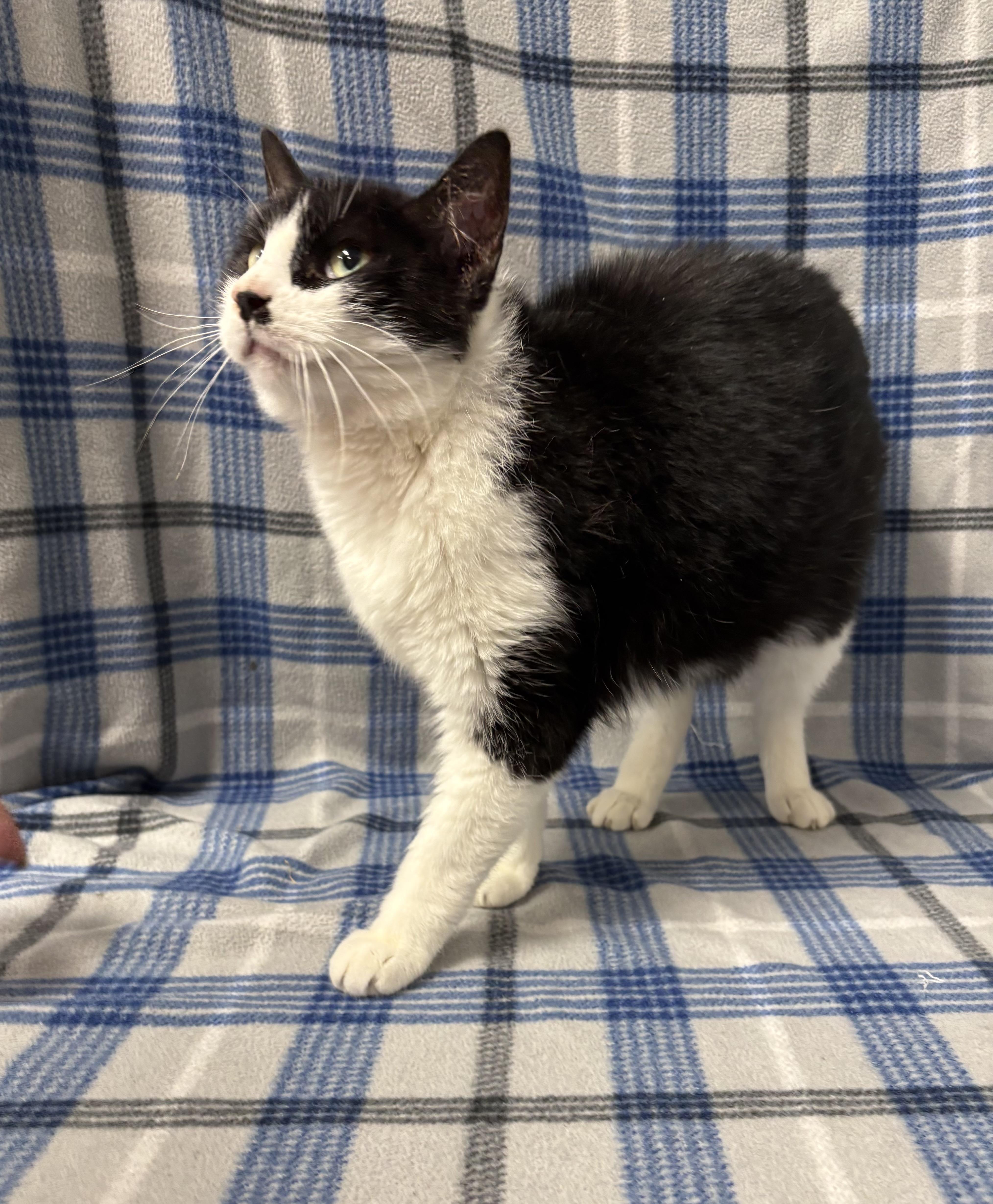 Percy, an adoptable Domestic Short Hair in Torrington, WY, 82240 | Photo Image 4