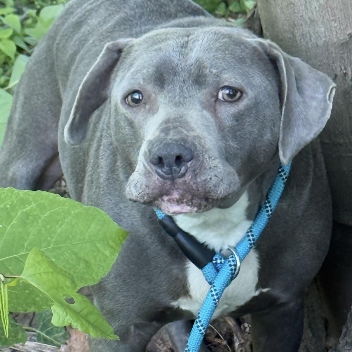 Notorious, Adoptable, Adult Male American Staffordshire Terrier.