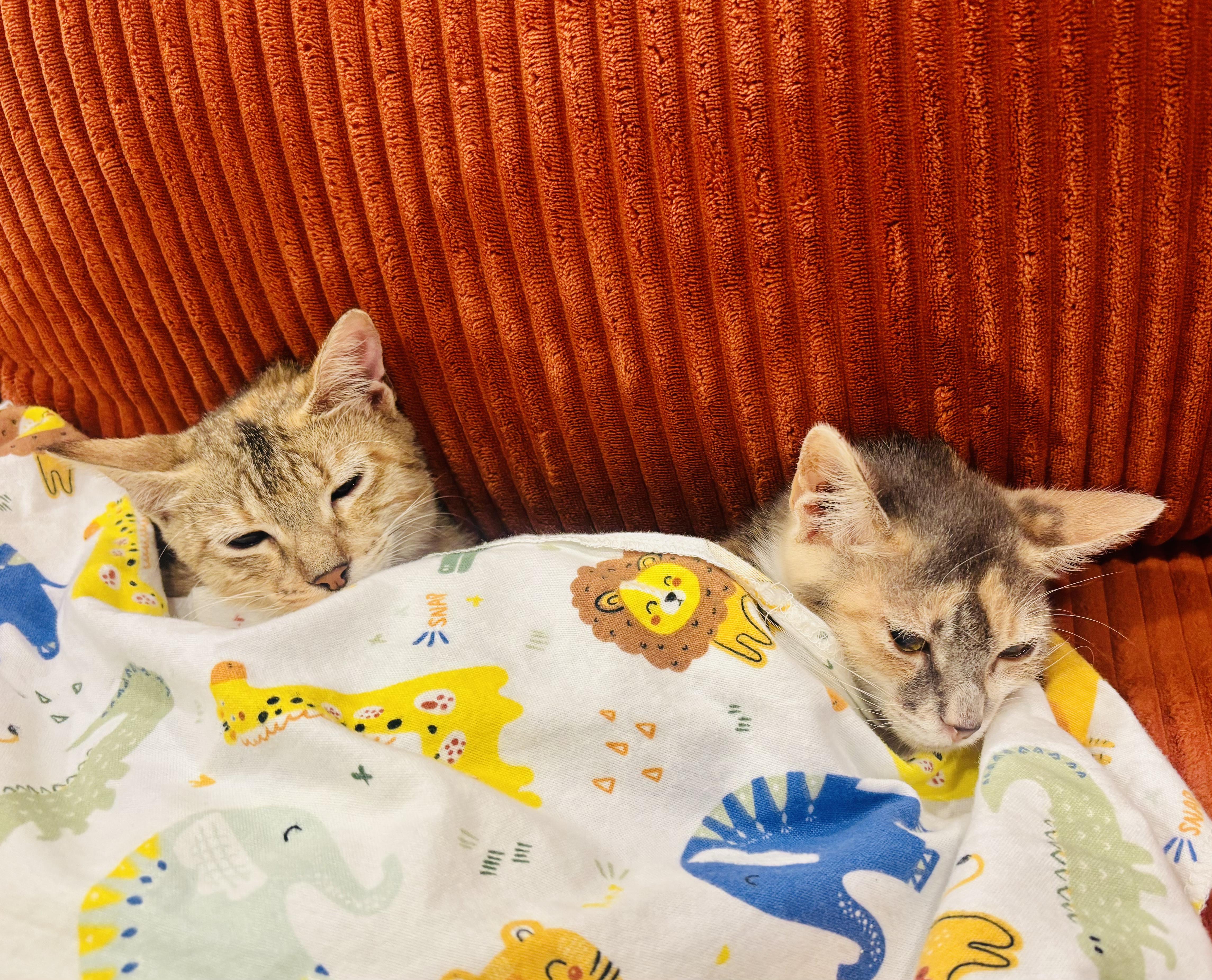 Enlarge Lucy (more pics/video coming soon!!), a Adoptable Domestic Short Hair in Brattleboro, VT image 2/2