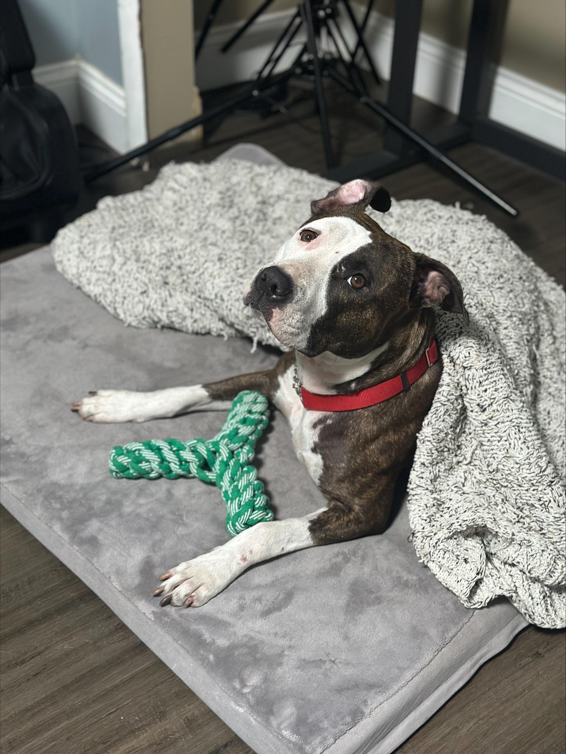 Tina, Adoptable, Young Female Staffordshire Bull Terrier & American Staffordshire Terrier.