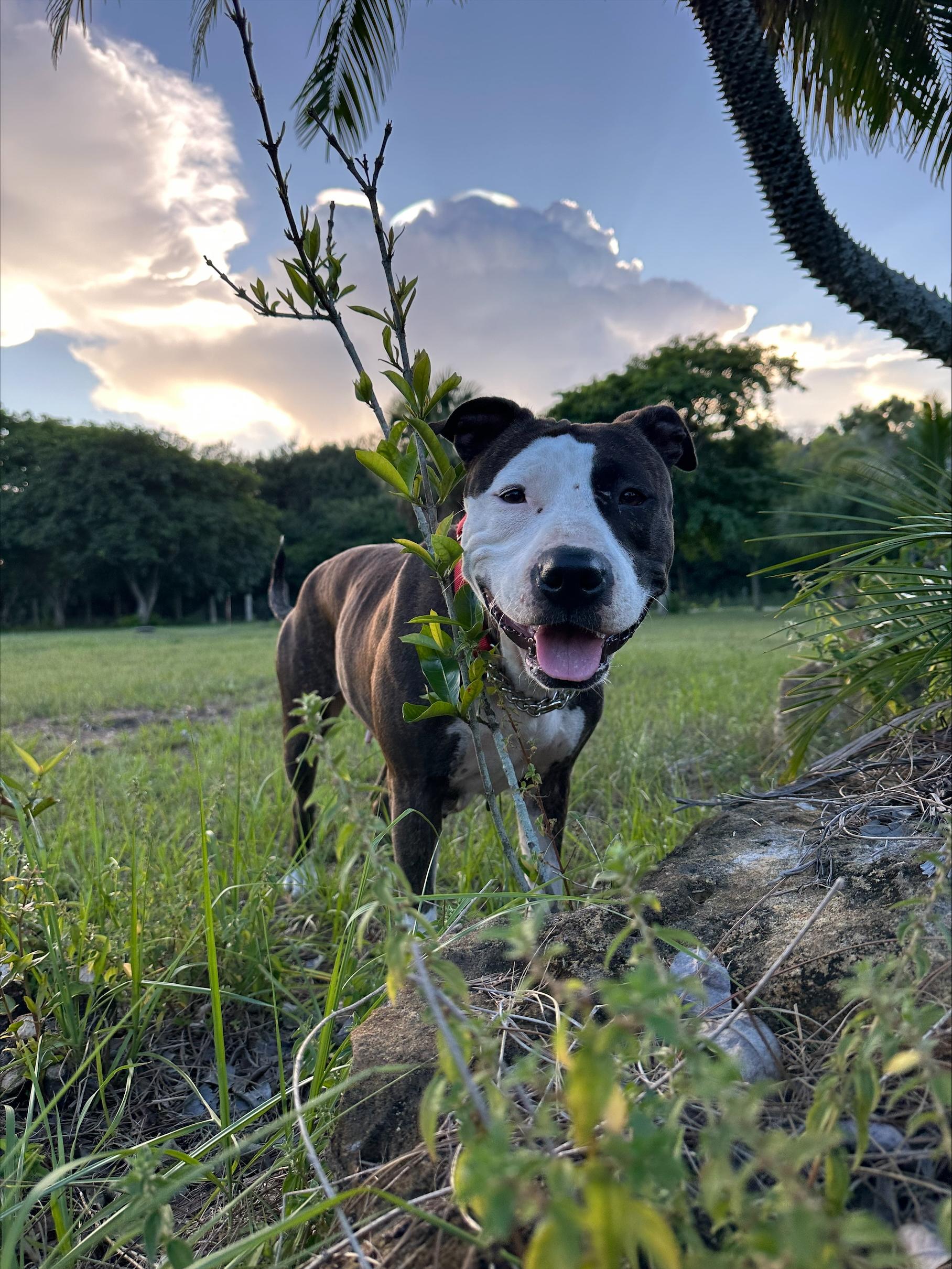 Tina, a Adoptable mixed breed in Miramar, FL image 3/5