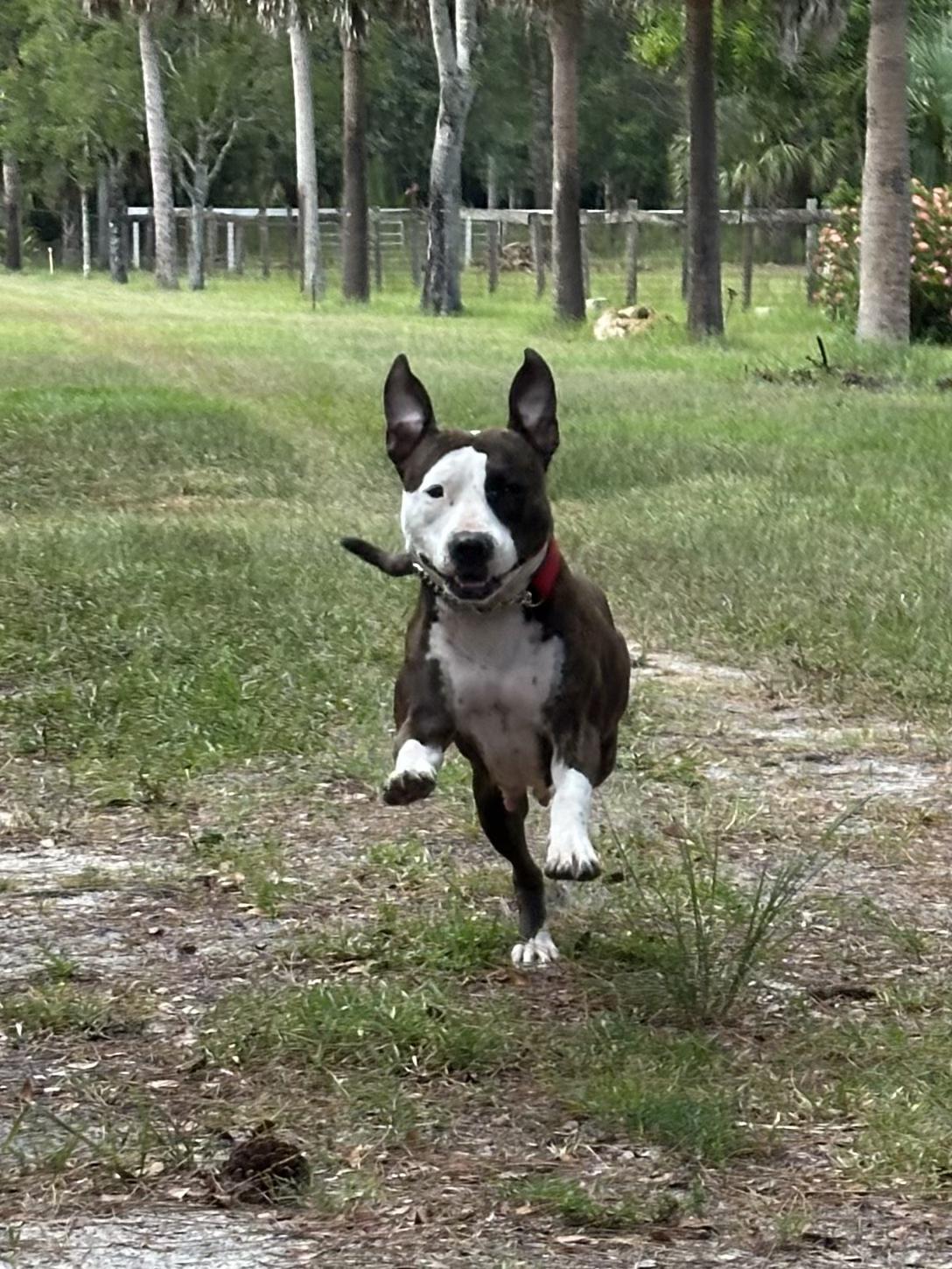 Tina, a Adoptable mixed breed in Miramar, FL image 5/5
