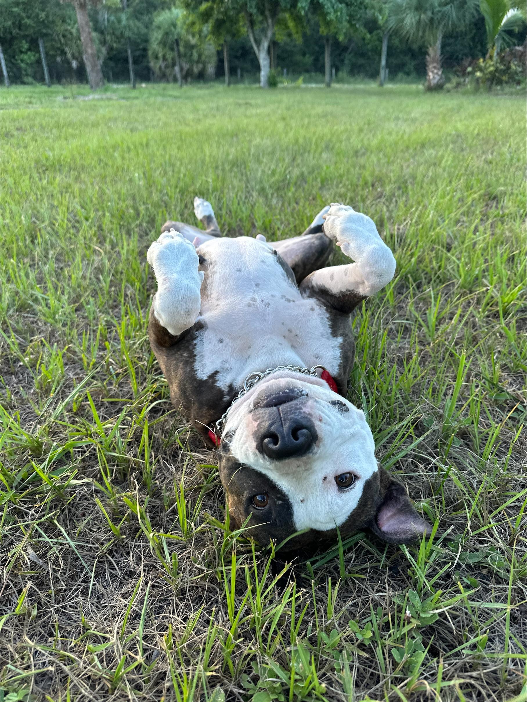 Tina, a Adoptable mixed breed in Miramar, FL image 2/5