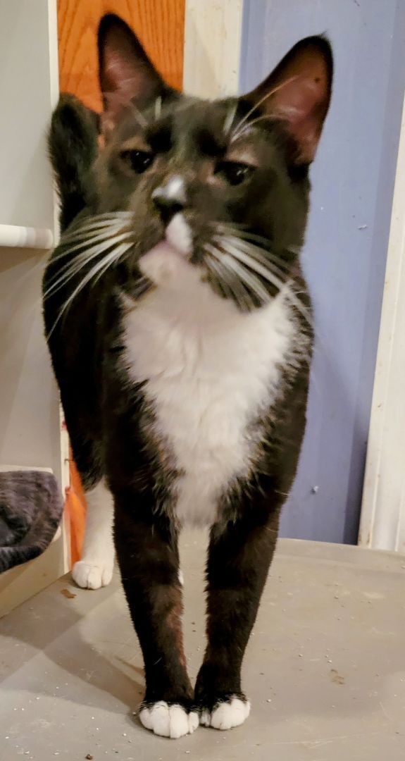 Enlarge Buddy Boy, a Adoptable mixed breed in Chicago, IL image 4/6