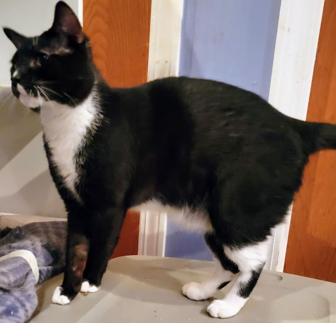Enlarge Buddy Boy, a Adoptable mixed breed in Chicago, IL image 5/6