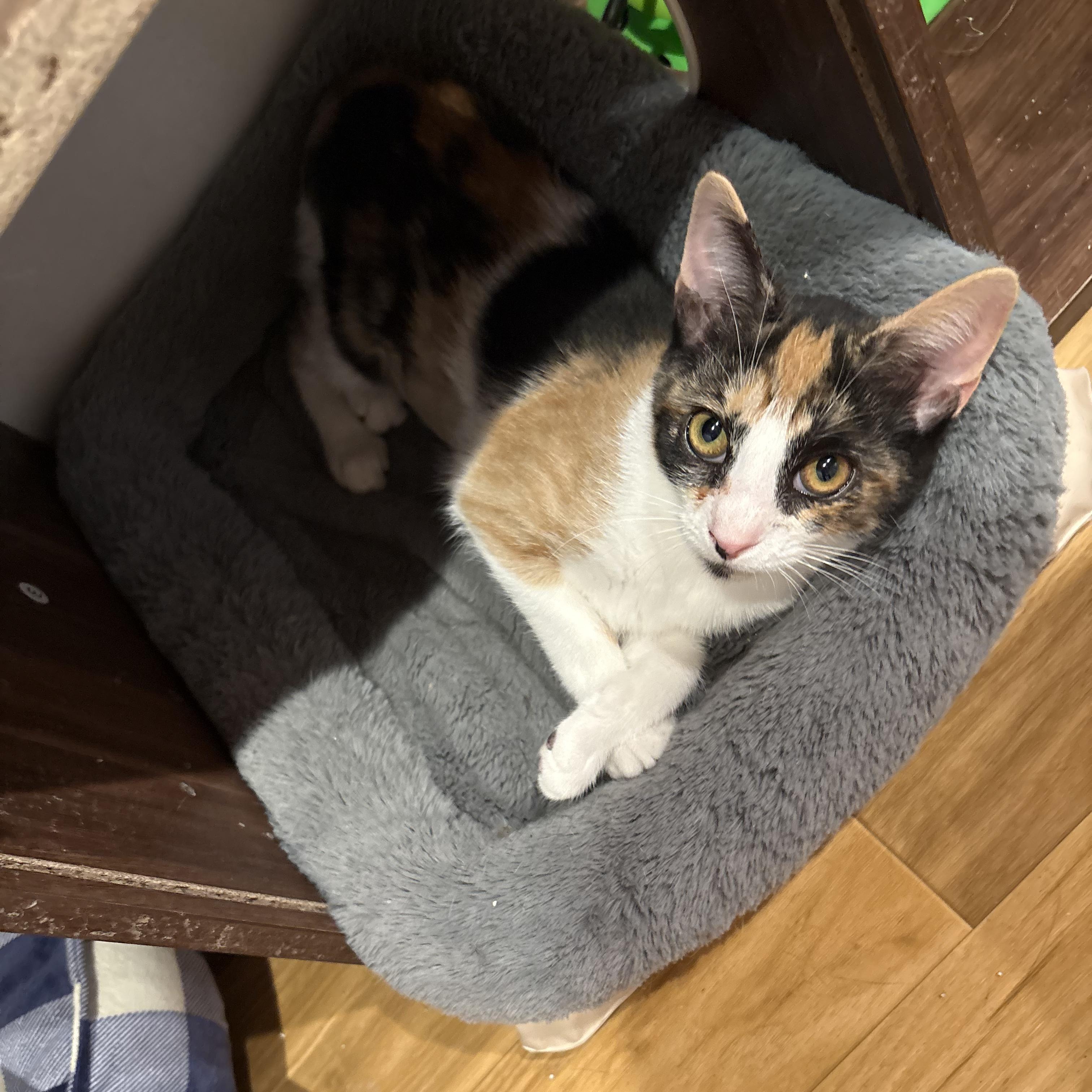 Velvet Freeze, an adopted Calico in Richmond, VA image 1/2