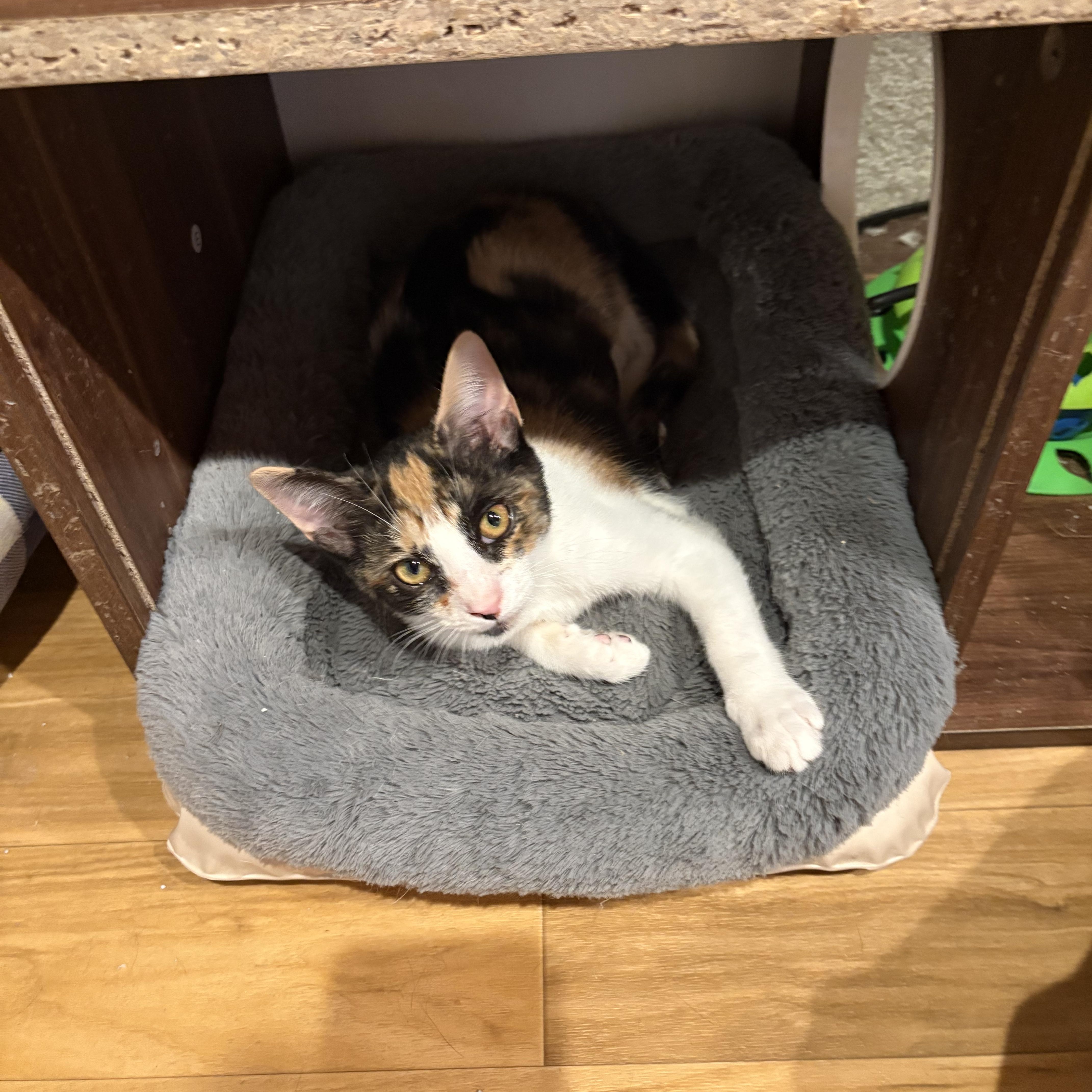 Velvet Freeze, an adopted Calico in Richmond, VA image 2/2