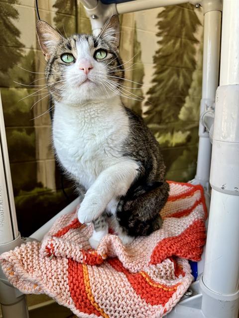 Enlarge LUCY, a Adoptable Domestic Short Hair in Frisco, CO image 1/1