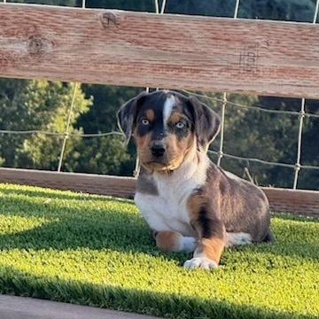 Purebred Catahoula Puppies – Courtesy Listing, adopted, Puppy Female Catahoula Leopard Dog.