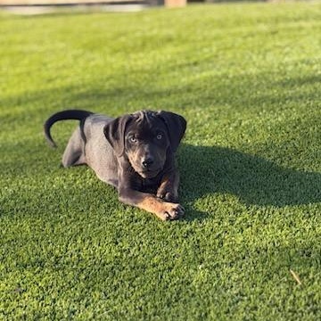 Enlarge Purebred Catahoula Puppies – Courtesy Listing, an adopted Catahoula Leopard Dog in Thayne, WY image 2/4