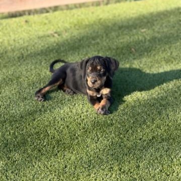 Enlarge Purebred Catahoula Puppies – Courtesy Listing, an adopted Catahoula Leopard Dog in Thayne, WY image 3/4