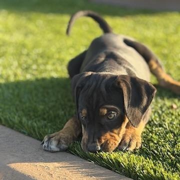 Enlarge Purebred Catahoula Puppies – Courtesy Listing, an adopted Catahoula Leopard Dog in Thayne, WY image 4/4