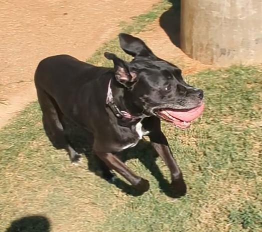London A154898, an adoptable Pit Bull Terrier, Cane Corso in Plano, TX, 75093 | Photo Image 4