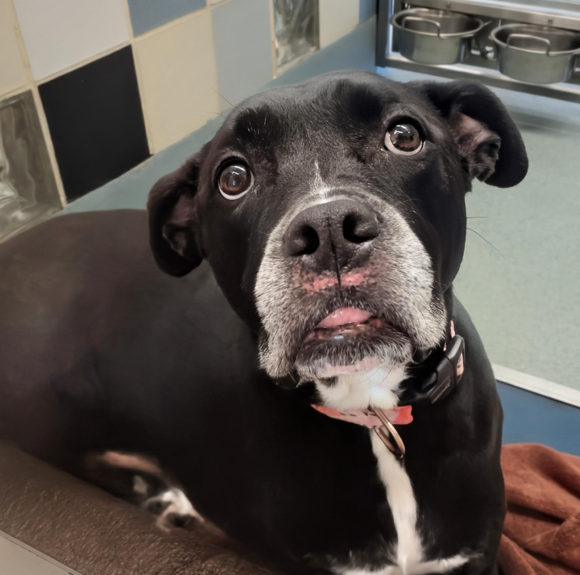 London A154898, an adoptable Pit Bull Terrier, Cane Corso in Plano, TX, 75093 | Photo Image 2