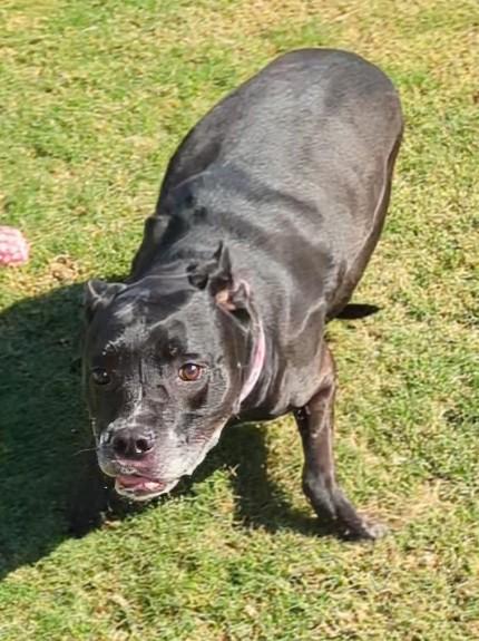 London A154898, an adoptable Pit Bull Terrier, Cane Corso in Plano, TX, 75093 | Photo Image 5