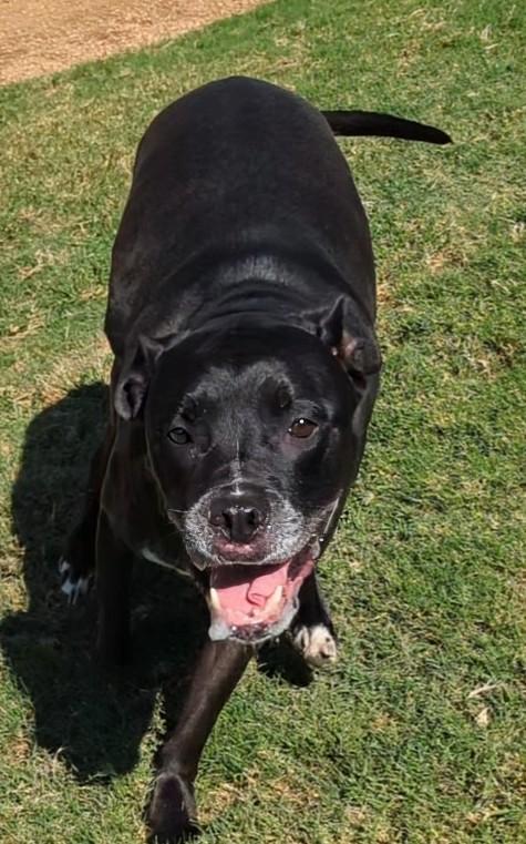 London A154898, an adoptable Pit Bull Terrier, Cane Corso in Plano, TX, 75093 | Photo Image 1