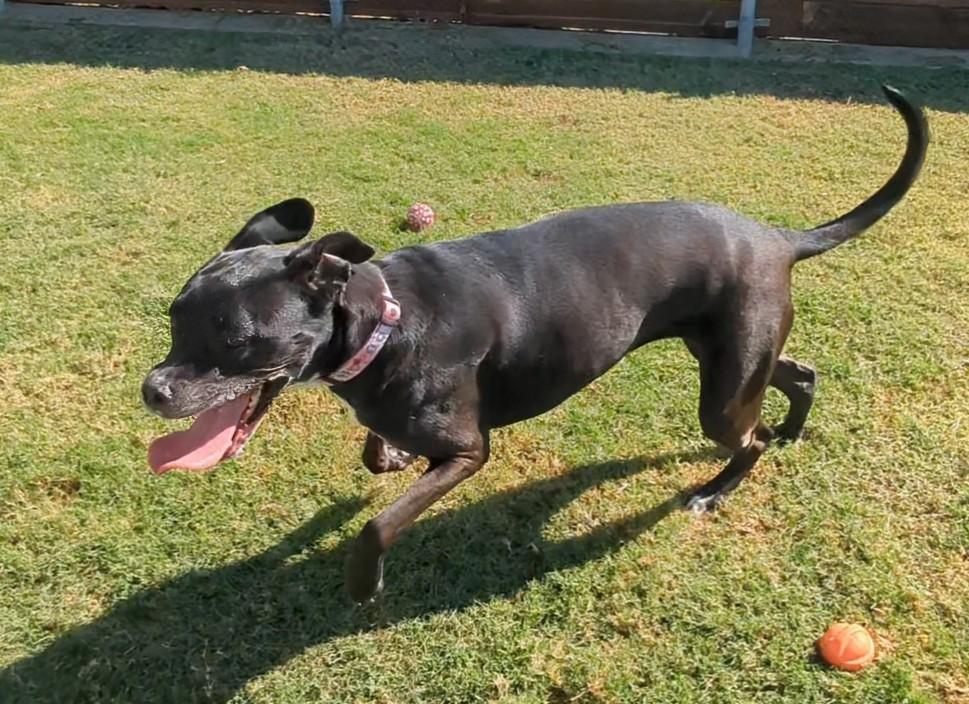London A154898, an adoptable Pit Bull Terrier, Cane Corso in Plano, TX, 75093 | Photo Image 3