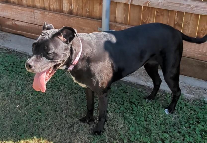 London A154898, an adoptable Pit Bull Terrier, Cane Corso in Plano, TX, 75093 | Photo Image 6
