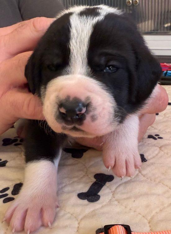 Elton, Baby Male Great Dane
