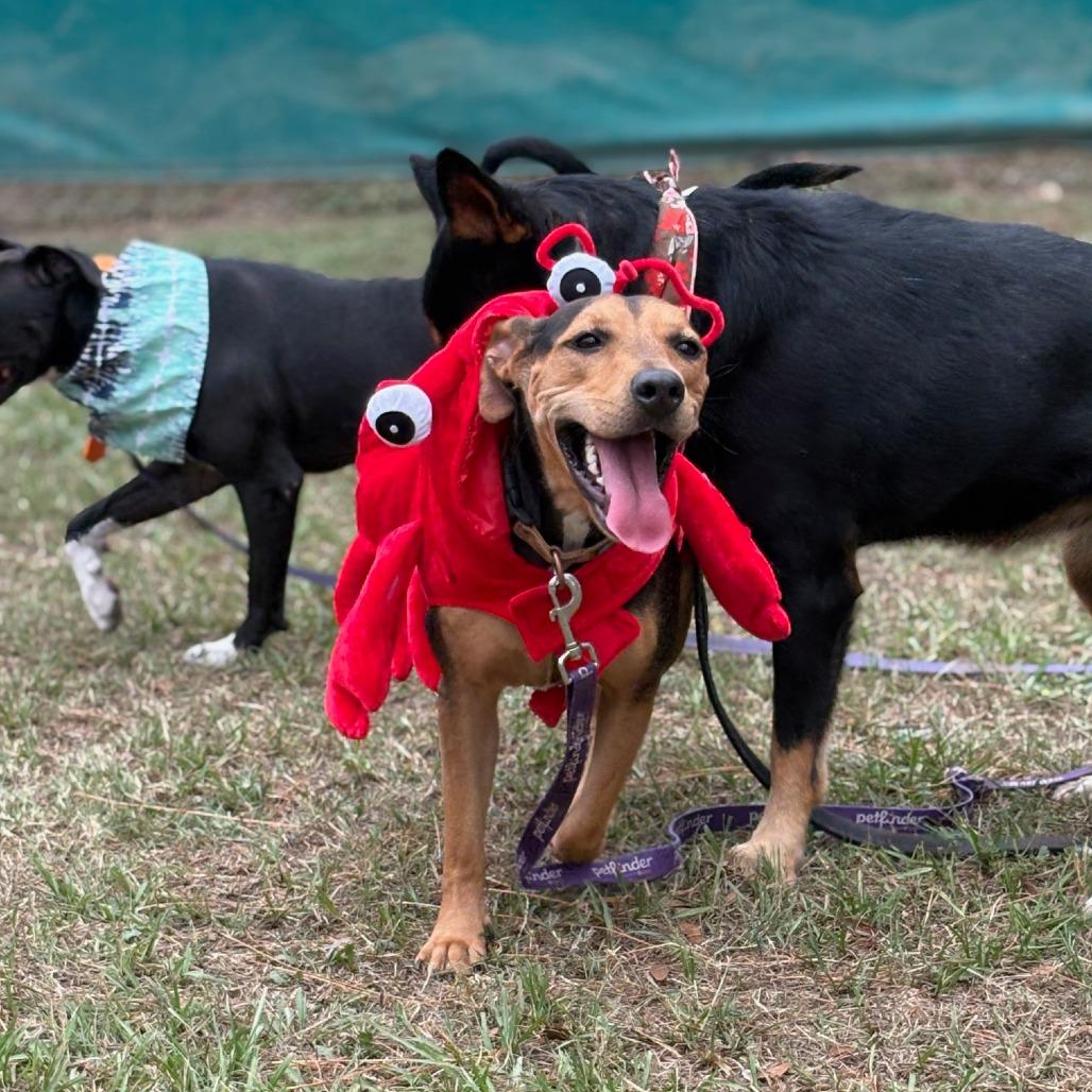 Enlarge Pippa, a Adoptable mixed breed in Donalsonville, GA image 1/6