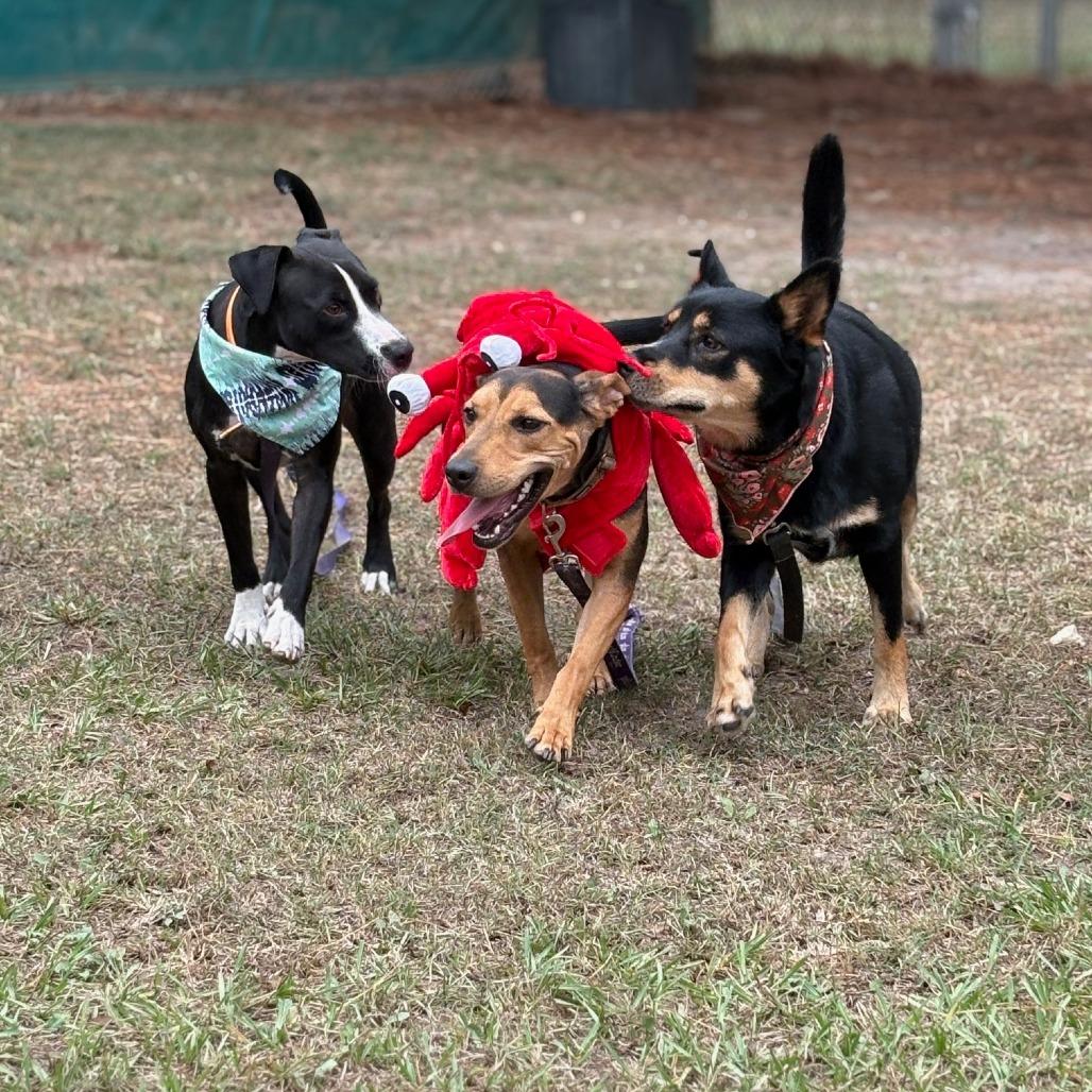 Enlarge Pippa, a Adoptable mixed breed in Donalsonville, GA image 2/6