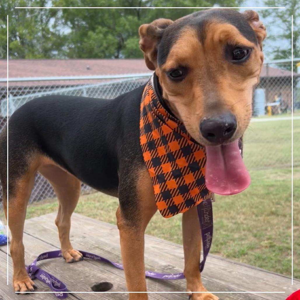 Enlarge Pippa, a Adoptable mixed breed in Donalsonville, GA image 3/6