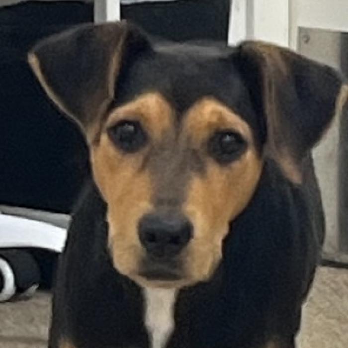 Enlarge Pippa, a Adoptable mixed breed in Donalsonville, GA image 4/6