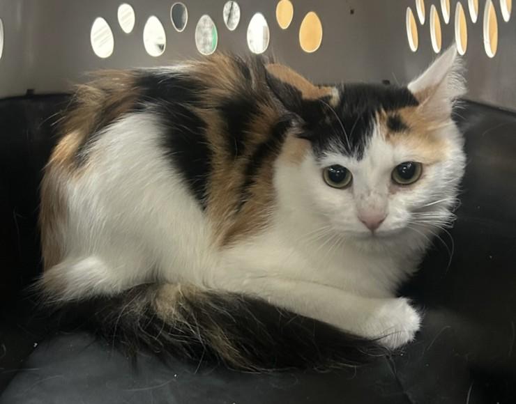 Enlarge BIRDIE, a Adoptable Domestic Medium Hair in Norco, CA image 1/1