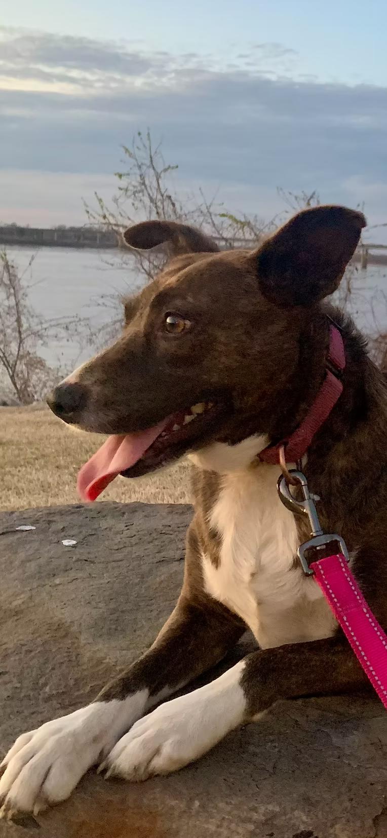 Enlarge Dazzle - in Maine, a ADOPTABLE Mixed Breed in Kennebunkport, ME image 2/2