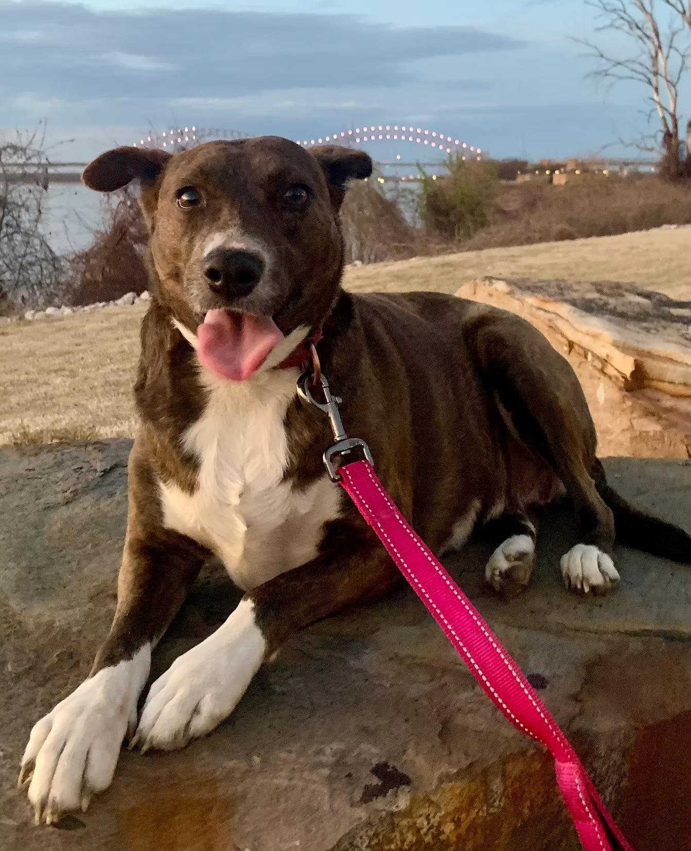 Dazzle - in Maine, ADOPTABLE, Adult Female Mixed Breed.