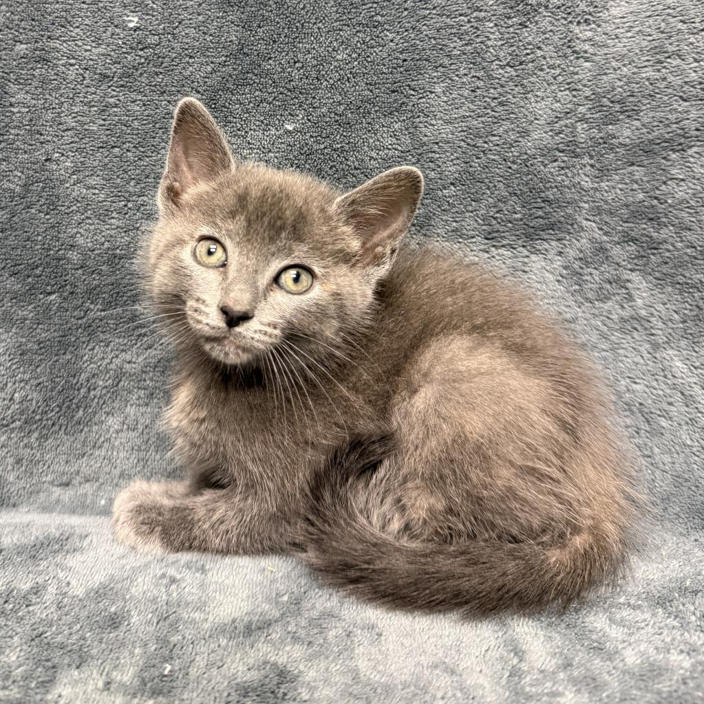 Enlarge Cammi, a Adoptable mixed breed in Brenham, TX image 2/6