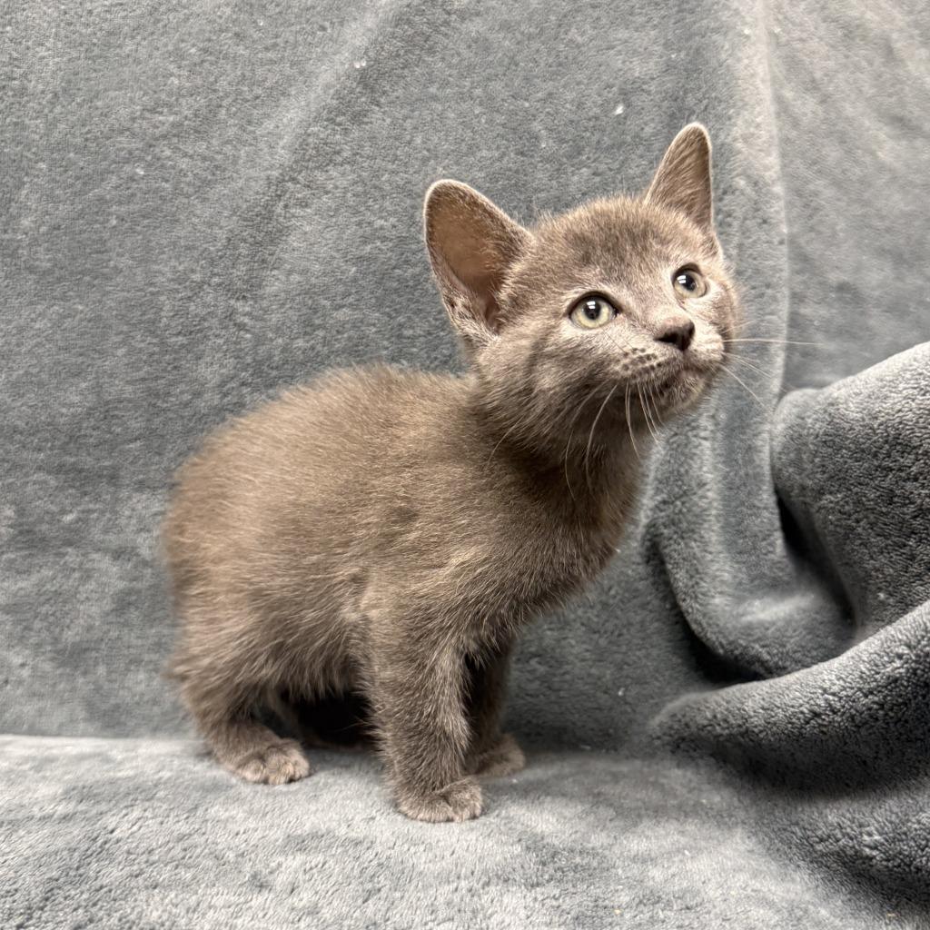 Enlarge Cammi, a Adoptable mixed breed in Brenham, TX image 3/6