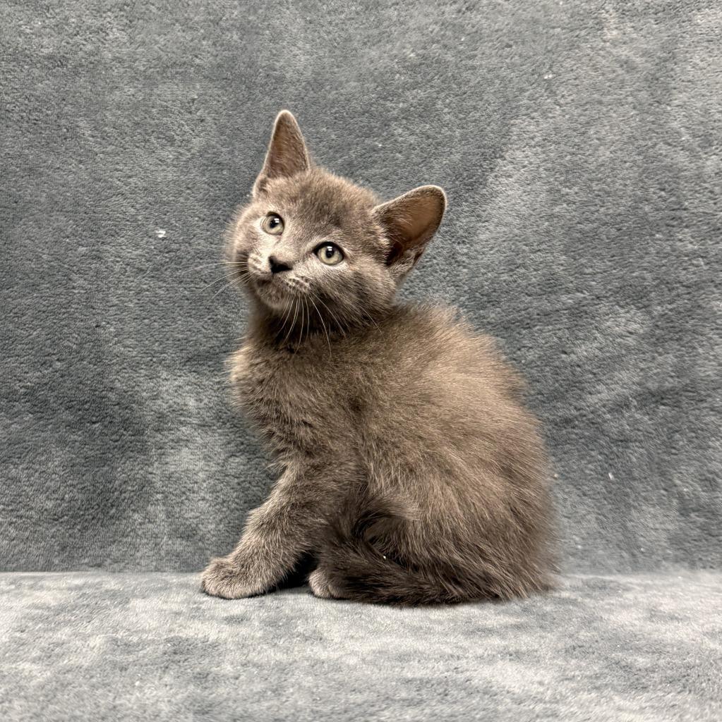 Enlarge Cammi, a Adoptable mixed breed in Brenham, TX image 4/6