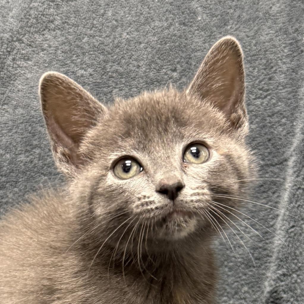 Cammi, Adoptable, Kitten Female Domestic Short Hair.