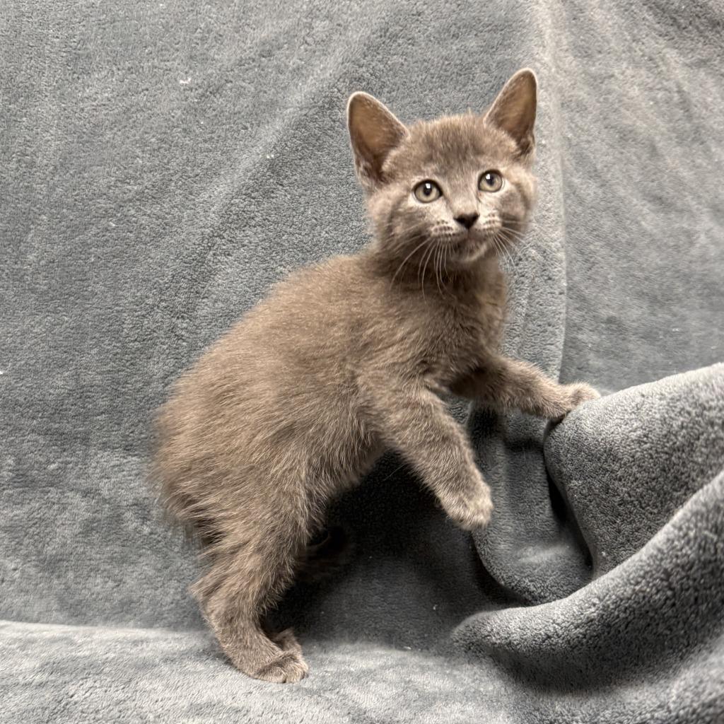 Enlarge Cammi, a Adoptable mixed breed in Brenham, TX image 5/6