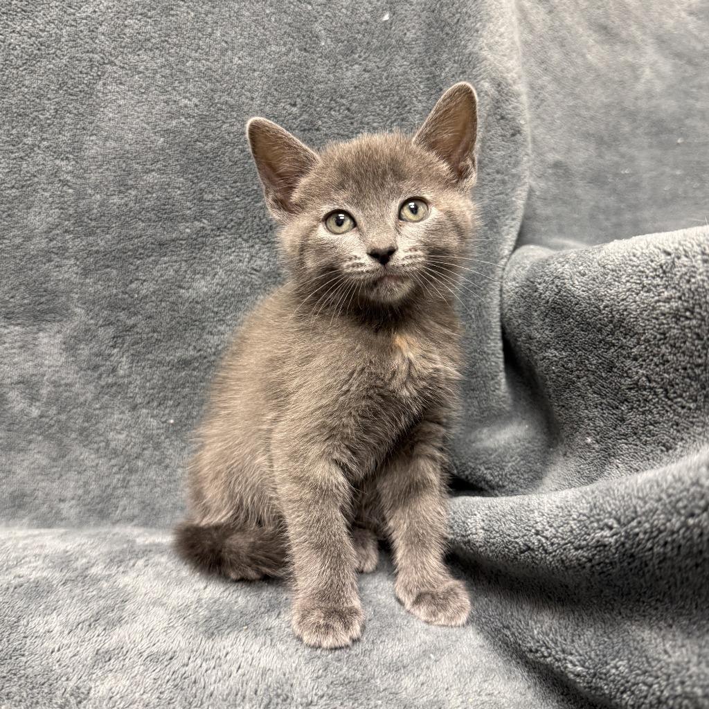 Enlarge Cammi, a Adoptable mixed breed in Brenham, TX image 6/6