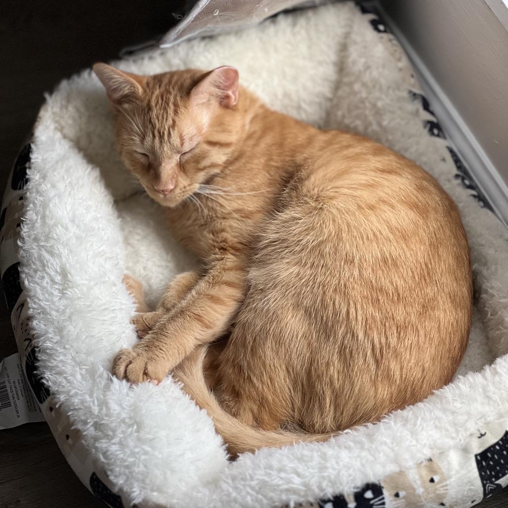 Timbers, a Adoptable Domestic Short Hair in Ponte Vedra Beach, FL image 1/6