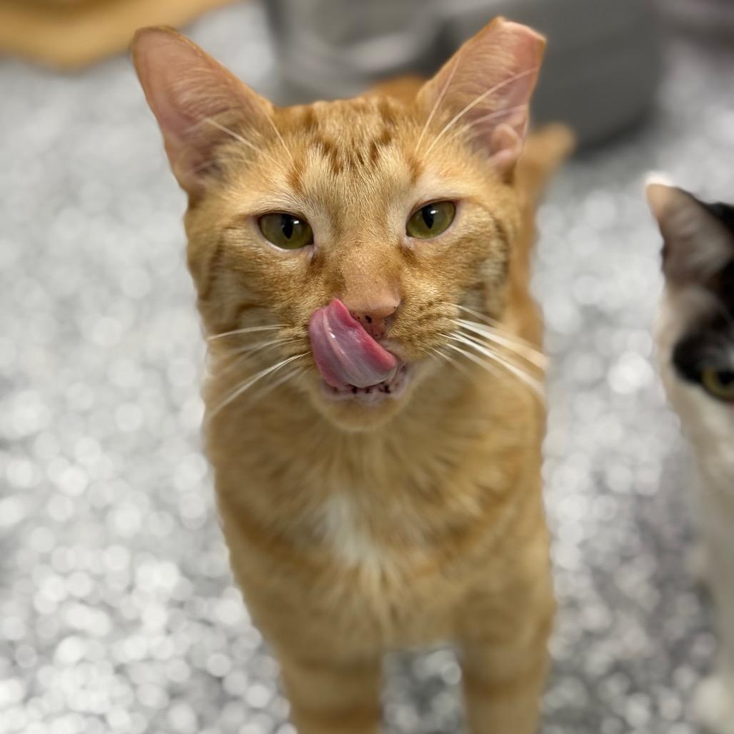 Timbers, a Adoptable Domestic Short Hair in Ponte Vedra Beach, FL image 4/6