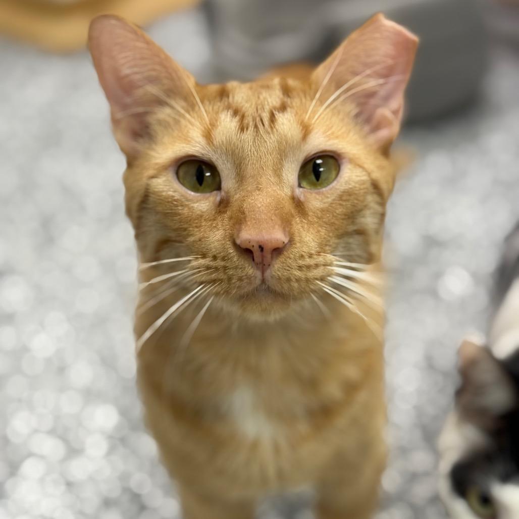 Timbers, a Adoptable Domestic Short Hair in Ponte Vedra Beach, FL image 5/6