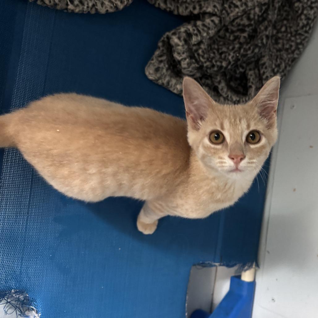 Tatiana, a Adoptable Domestic Short Hair in Richland, MI image 1/4