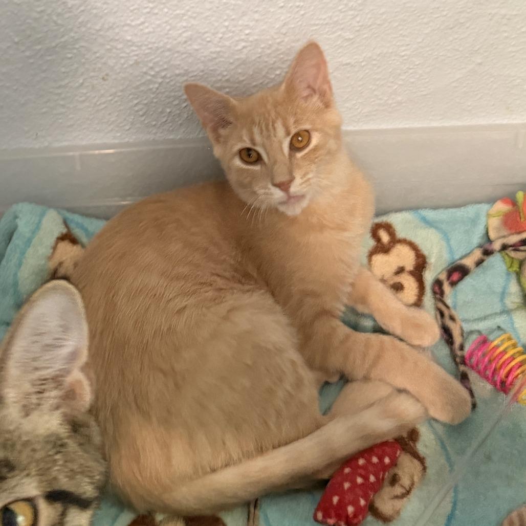 Enlarge Tatiana, a Adoptable Domestic Short Hair in Richland, MI image 2/5