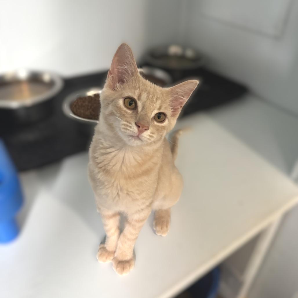 Tatiana, a Adoptable Domestic Short Hair in Richland, MI image 2/4