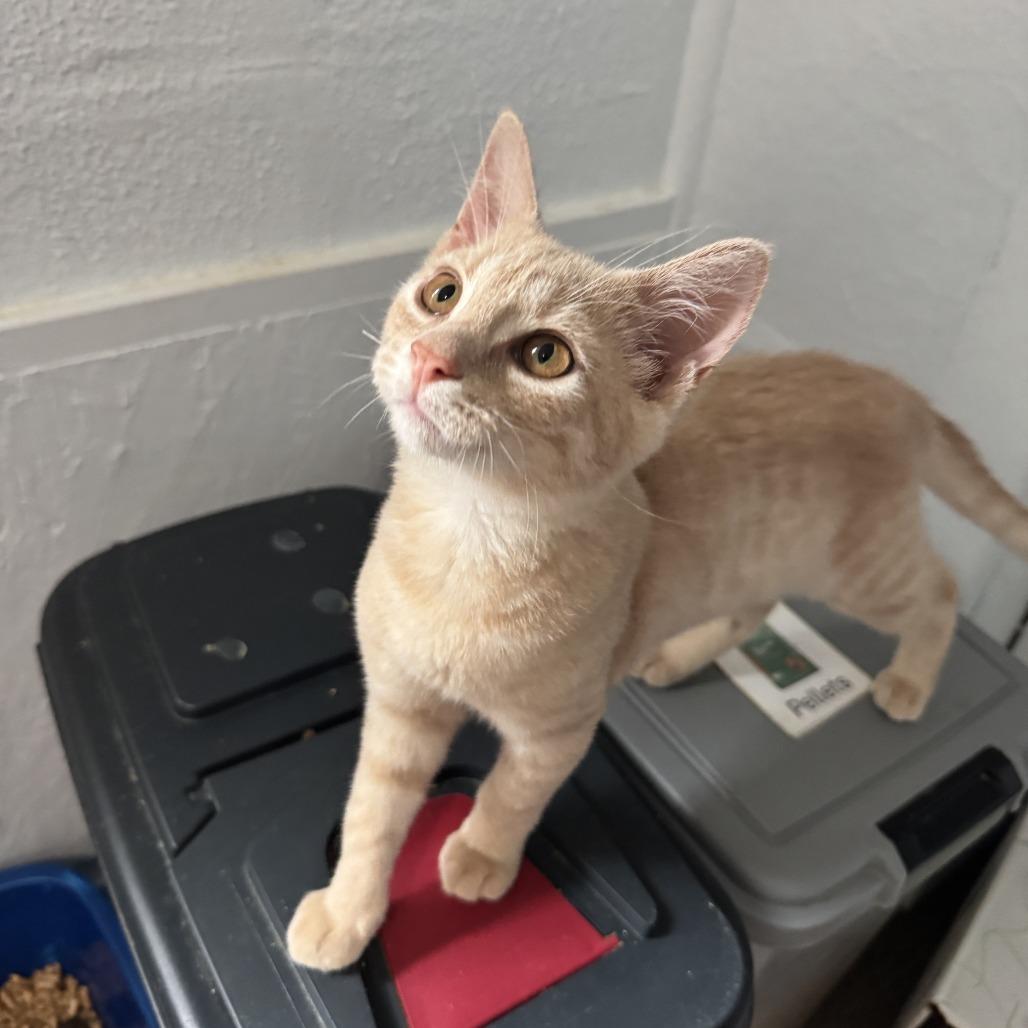 Tatiana, a Adoptable Domestic Short Hair in Richland, MI image 3/4