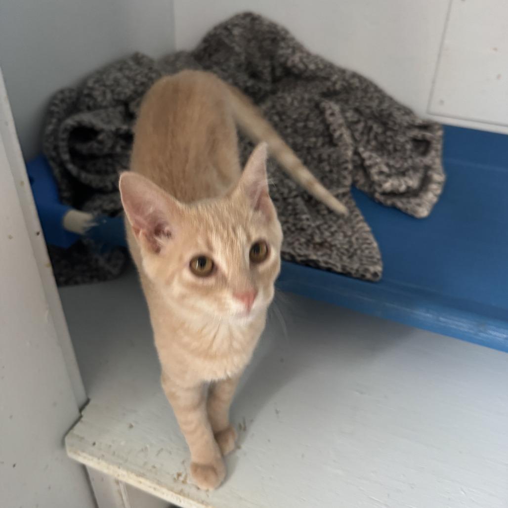 Tatiana, a Adoptable Domestic Short Hair in Richland, MI image 4/4