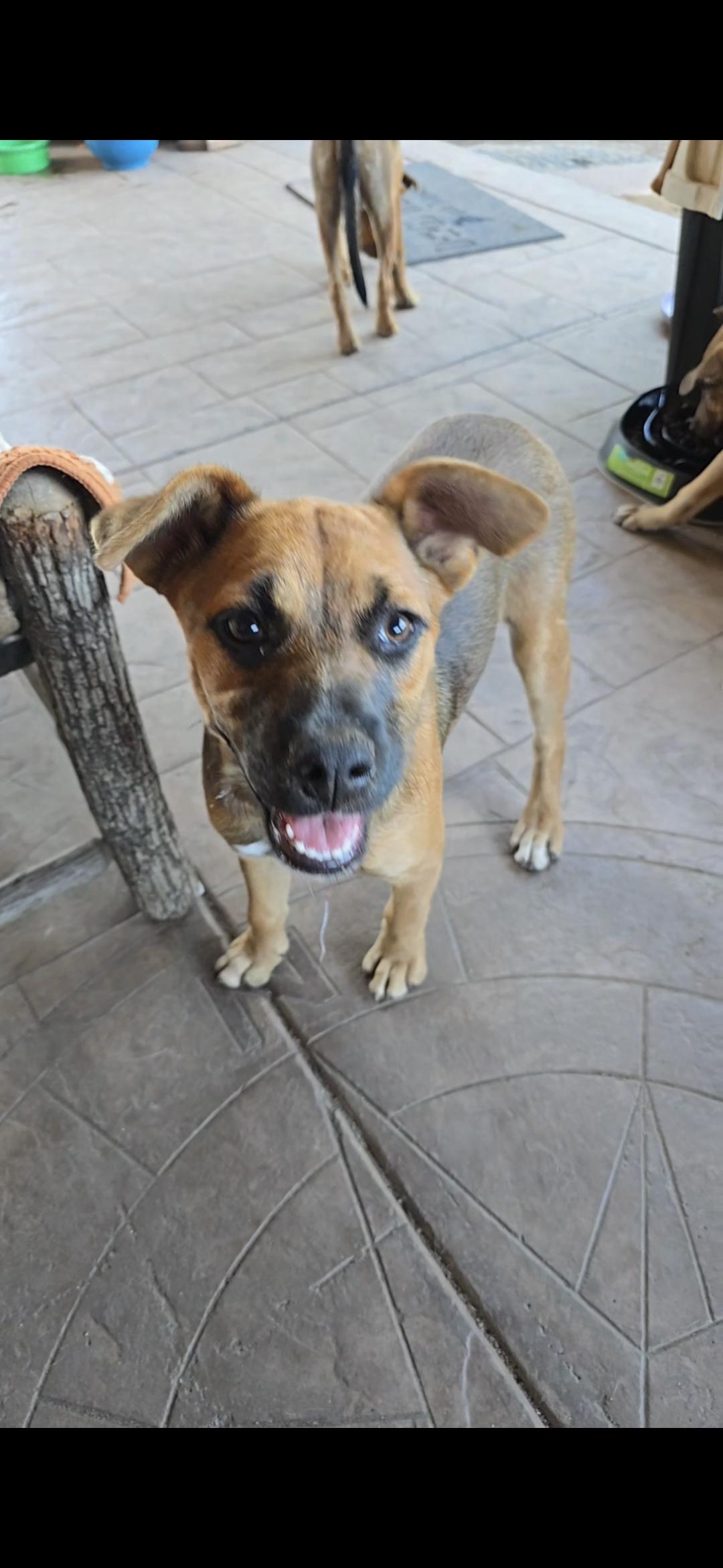 Enlarge Alisha, a Adoptable mixed breed in Lake Elsinore, CA image 5/6
