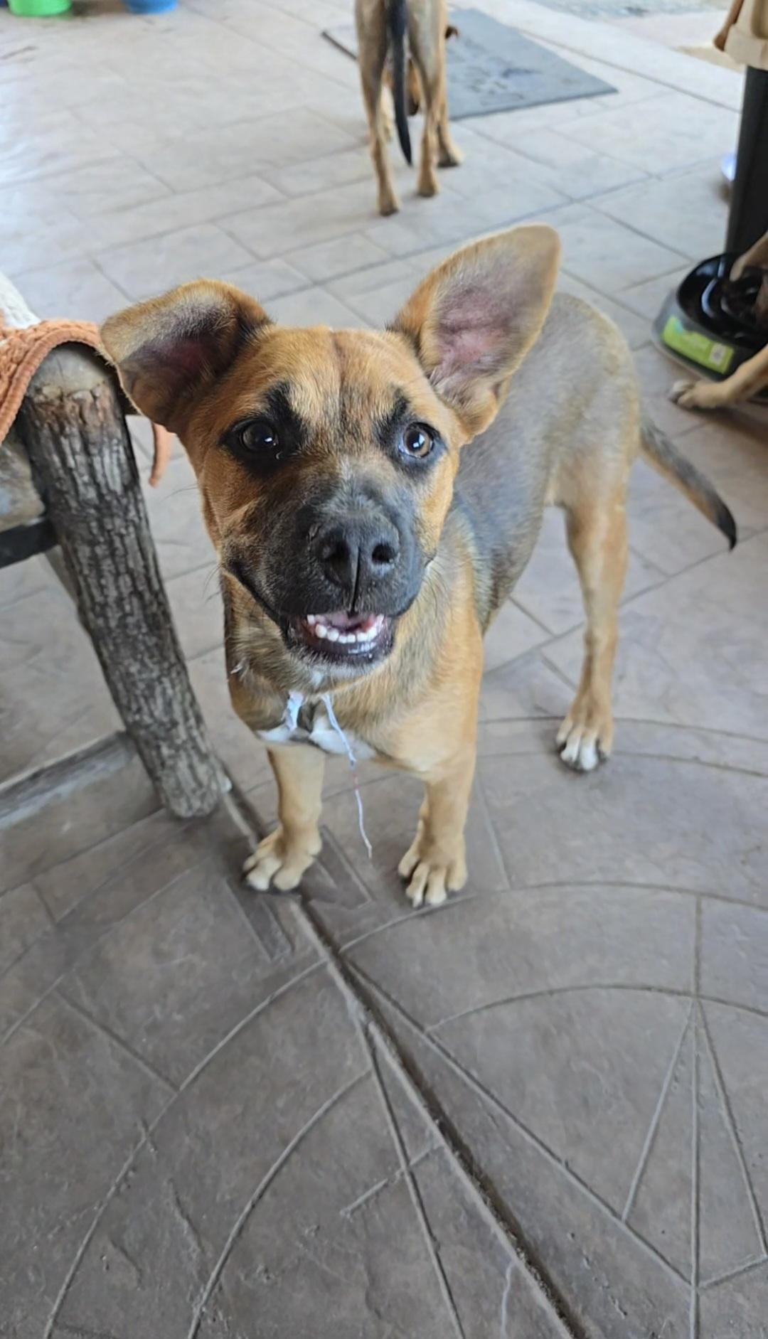 Enlarge Alisha, a Adoptable mixed breed in Lake Elsinore, CA image 2/6