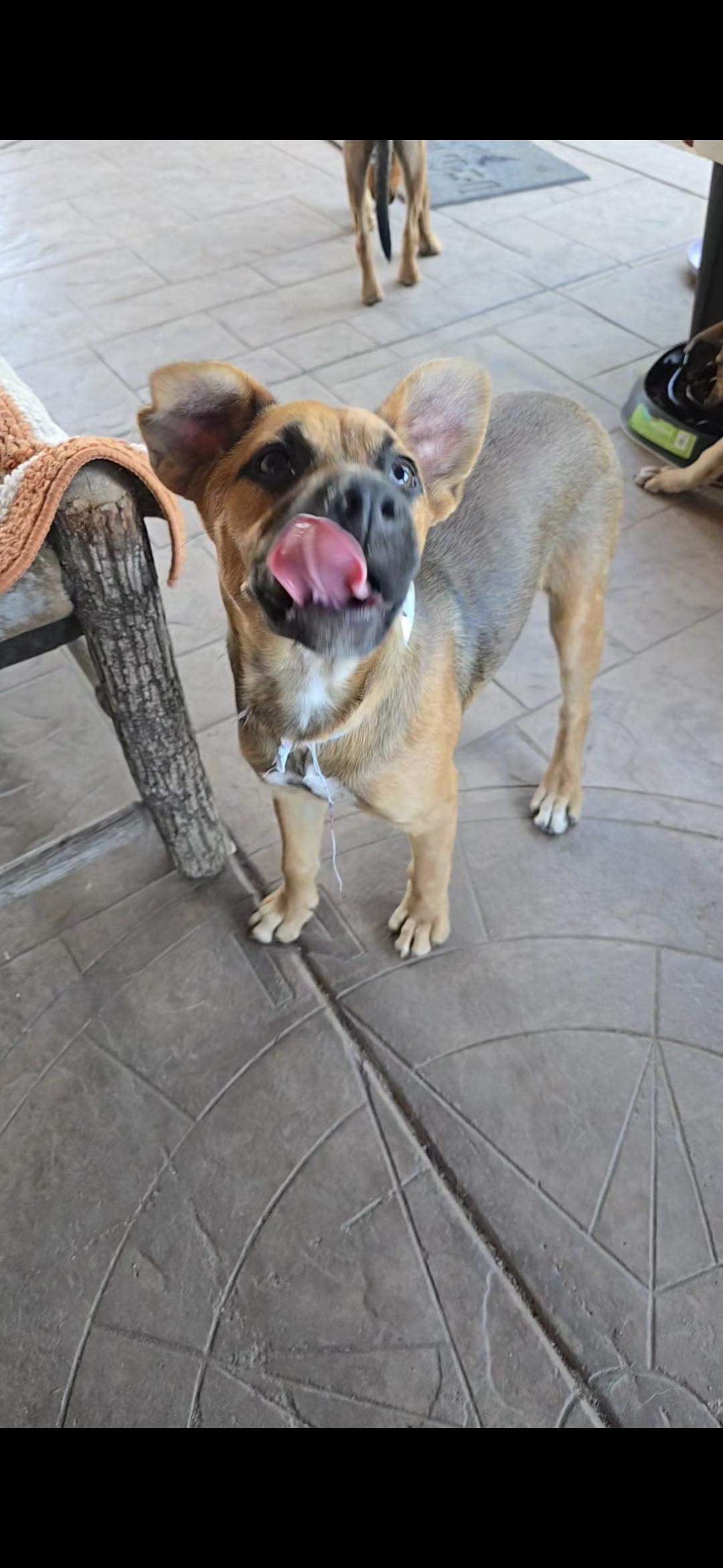 Enlarge Alisha, a Adoptable mixed breed in Lake Elsinore, CA image 4/6